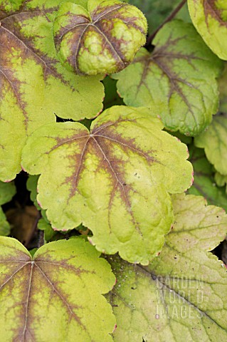 HEUCHERELLA_STOPLIGHT