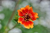 POTENTILLA NEPALENSIS FLAMMENSPIEL