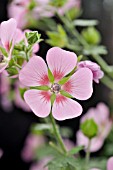 ANISODONTEA CAPENSIS LADY IN PINK