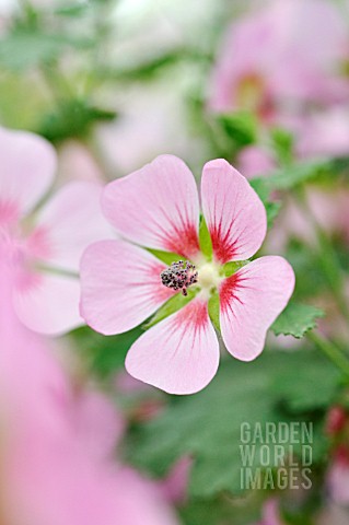 ANISODONTEA_CAPENSIS_LADY_IN_PINK