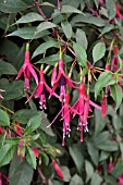 FUCHSIA NAALDWIJK 800