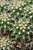 ECHINOCACTUS GRUSONII, GOLDEN BARREL CACTUS