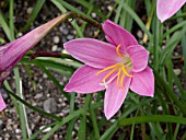 ZEPHYRANTHES GRANDIFLORA, RAIN LILY