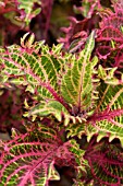 SOLENOSTEMON SCUTELLARIOIDES BRONZE AGE SYN. PLECTRANTHUS SCUTELLARIOIDES BRONZE AGE