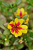 PORTULACA GRANDIFLORA