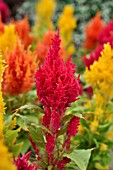 CELOSIA ARGENTEA VAR. CRISTATA, COCKSCOMB