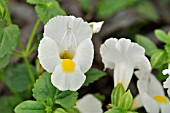 TORENIA FOURNIERI WHITE MOON