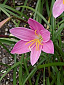 ZEPHYRANTHES GRANDIFLORA, RAIN LILY