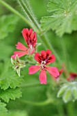 PELARGONIUM CONCOLOR LACE, SCENTED