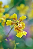 ONCIDIUM PULVINATUM