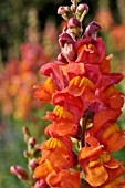 ANTIRRHINUM MAJUS