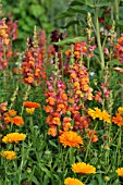 ANTIRRHINUM MAJUS, SNAPDRAGON, CALENDULA OFFICINALIS