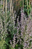 SALVIA FORSKAOLEI, SAGE