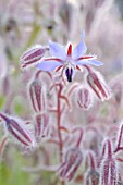 BORAGO OFFICINALIS