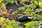 CUCURBITA PEPO CONVAR. GIROMONTIINA BLACK BEAUTY, ZUCCHINI