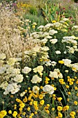 ACHILLEA FILIPENDULINA, WITH ANTHEMIS TINCTORIA