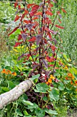 ATRIPLEX HORTENSIS VAR. RUBRA, RED ORACHE, TROPAEOLUM MAJUS