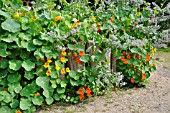 TROPAEOLUM MAJUS, NASTURTIUM, BORAGO OFFICINALIS, BORAGE