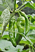 CAPSICUM ANNUUM, SWEET PEPPER