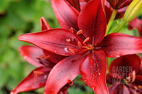 LILIUM_BLACKOUT