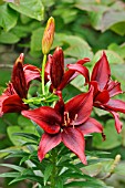 LILIUM BLACKOUT, ASIATIC LILY