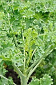 BRASSICA OLERACEA VAR. SABELLICA