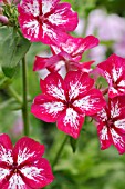 PHLOX DRUMMONDII SUMMER SHOWERS