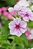 PHLOX DRUMMONDII SUMMER SHOWERS