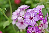 PHLOX DRUMMONDII SUMMER SHOWERS