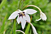 GLADIOLUS CALLIANTHUS