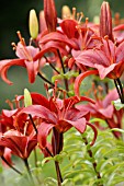 LILIUM GRAN PARADISO