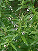 ALOYSIA TRIPHYLLA, LEMON VERBENA