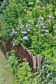 HIBISCUS SYRIACUS