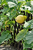 CUCURBITA, SQUASH, GROWING IN A FENCE