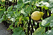 CUCURBITA, SQUASH, GROWING IN A FENCE