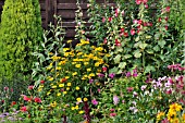 HELIOPSIS HELIANTHOIDES, PHLOX PANICULATA, AND ALCEA ROSEA,