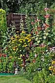 HELIOPSIS HELIANTHOIDES, PHLOX PANICULATA, AND ALCEA ROSEA,