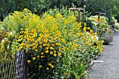 HELIOPSIS HELIANTHOIDES