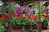 PETUNIAS, AND PELARGONIUMS IN GAZEBO