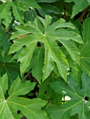 TETRAPANAX PAPYRIFER, RICE PAPER TREE