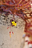 OXALIS VULCANICOLA, SORREL