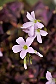 OXALIS TRIANGULARIS, SORREL