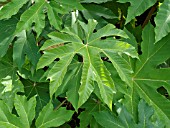 TETRAPANAX PAPYRIFER, RICE PAPER TREE