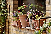 WINDOW SILL WITH POTTED PLANTS. DESIGN: JUTTA WAHREN