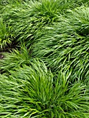 HAKONECHLOA MACRA, JAPANESE FOREST GRASS