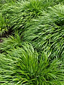 HAKONECHLOA MACRA, JAPANESE FOREST GRASS