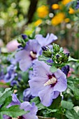 HIBISCUS SYRIACUS