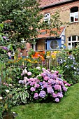 HYDRANGEA MACROPHYLLA IN A BACK GARDEN. DESIGN: JUTTA WAHREN