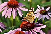 VANESSA CARDUI, PAINTED LADY, ECHINACEA PURPUREA