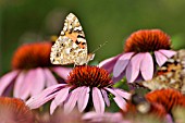 VANESSA CARDUI, PAINTED LADY, ECHINACEA PURPUREA